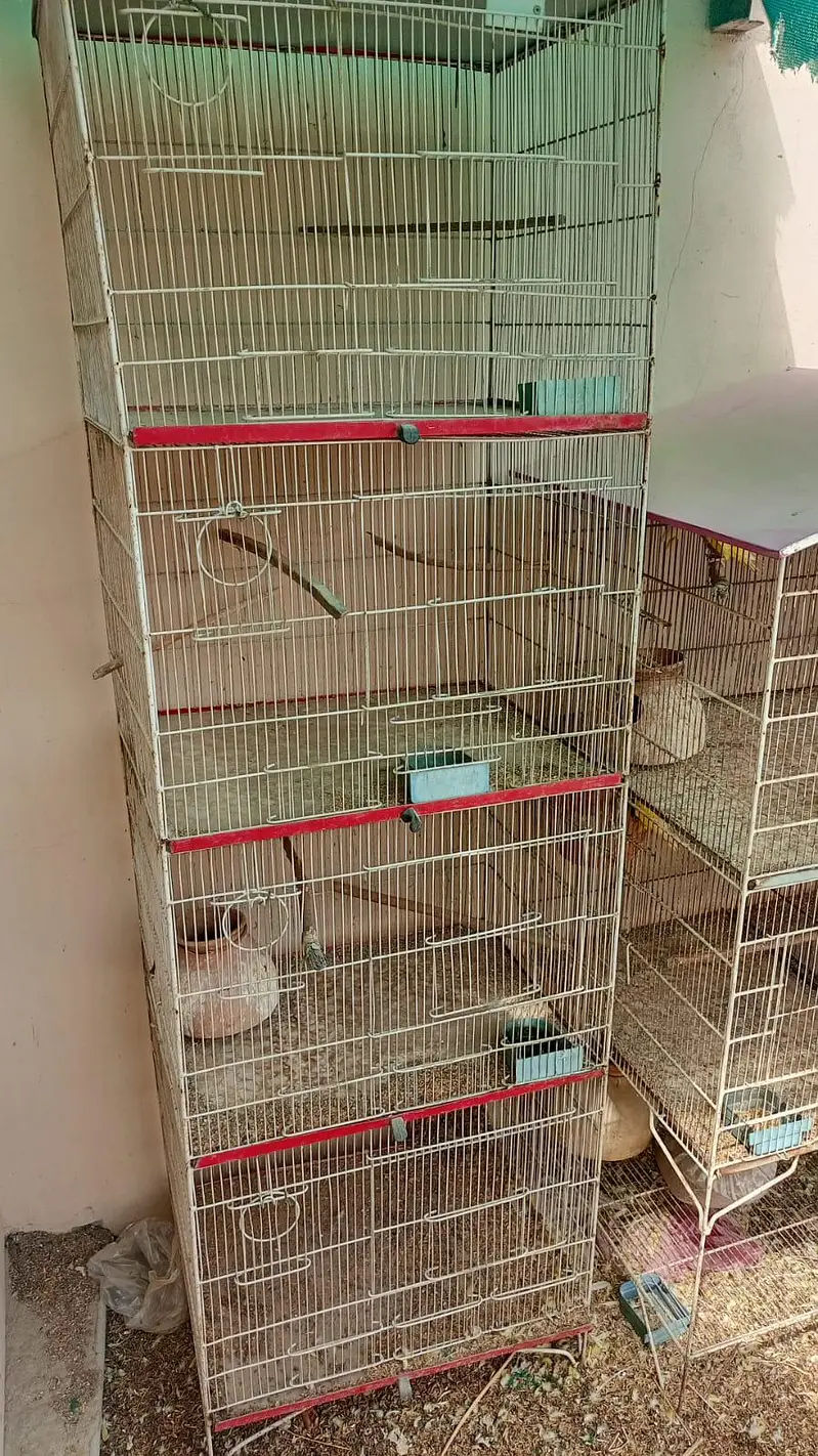 Cages and Lutino Lovebirds