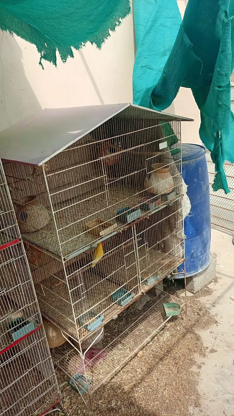 Cages and Lutino Lovebirds — photo 2