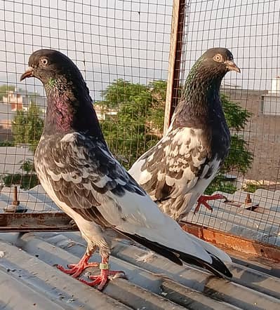 Teedy/ Indian surkha/dubwala breeder pairs