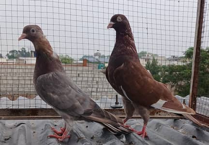 Indian surkha/dubwala breeder pairs