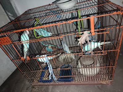 Australian parrots