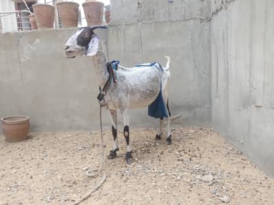 4dant barbari doodh wali