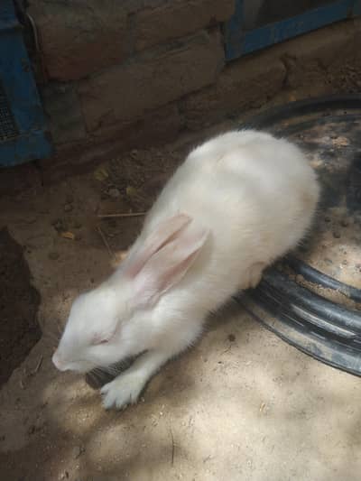 awesome rabbits
