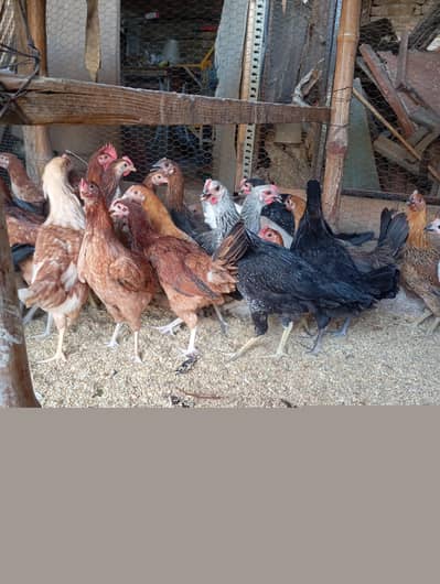 Gold Misri Desi starter pathian hens | Desi hens | murgia