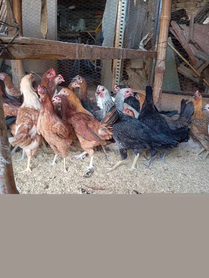 Gold Misri Desi starter pathian hens | Desi hens | murgia