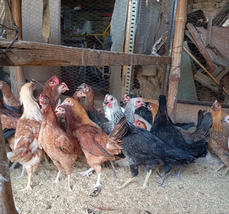 Gold Misri Desi starter pathian hens | Desi hens | murgia — photo 2