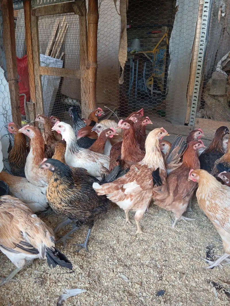 Gold Misri Desi starter pathian hens | Desi hens | murgia — photo 3