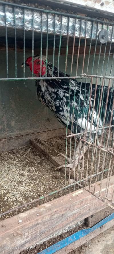 fancy hens pair