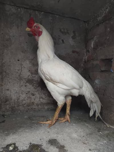 pure heera Aseel murgha