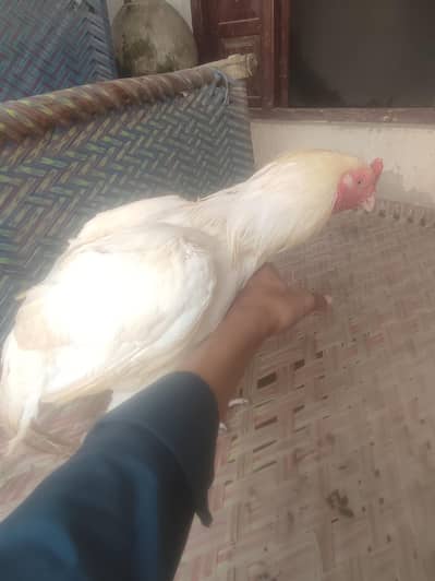 Best Heera aseel nasal for breeding
