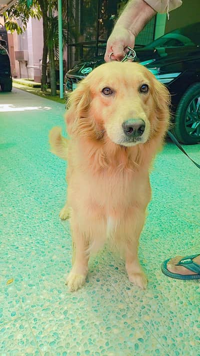 fresh all vaccination complete training and friendly dog