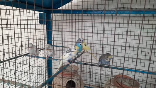 Australian Parrorts Avaliable for Sale