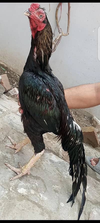 Mushka sawa Lasan Aseel murgha