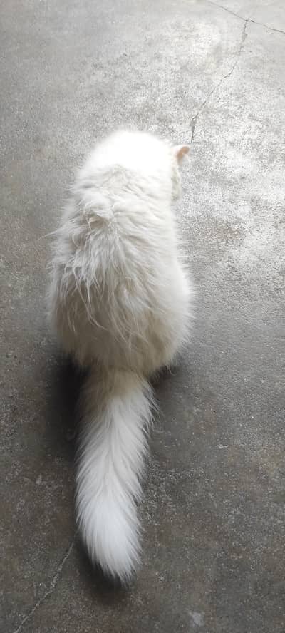 Pure Persian white odd eye kitten