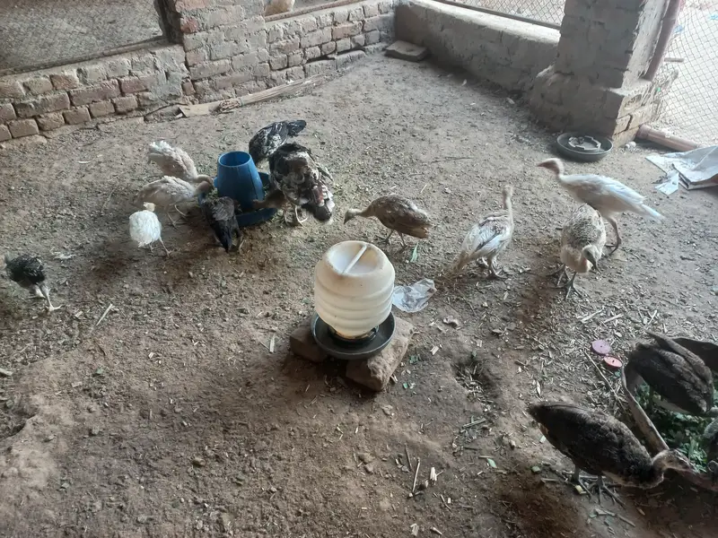 peacocks