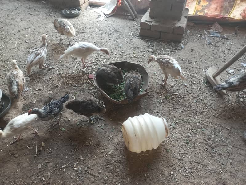 peacocks 1
