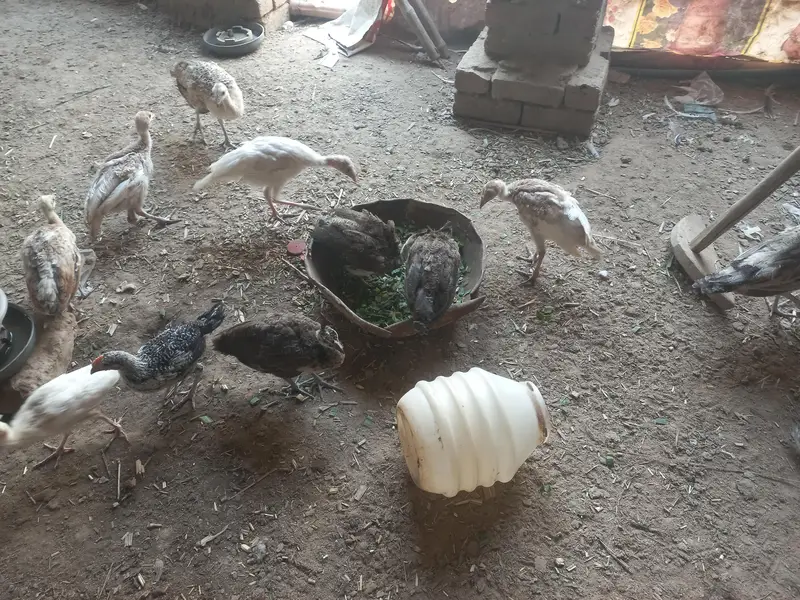 peacocks — photo 2