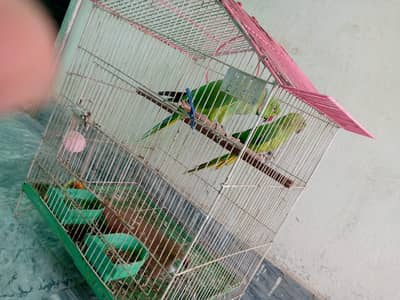 Parrots breader pair for sale