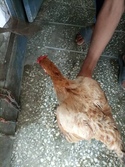 Desi Murgi Ghar ki Pali hui For sale price 1800