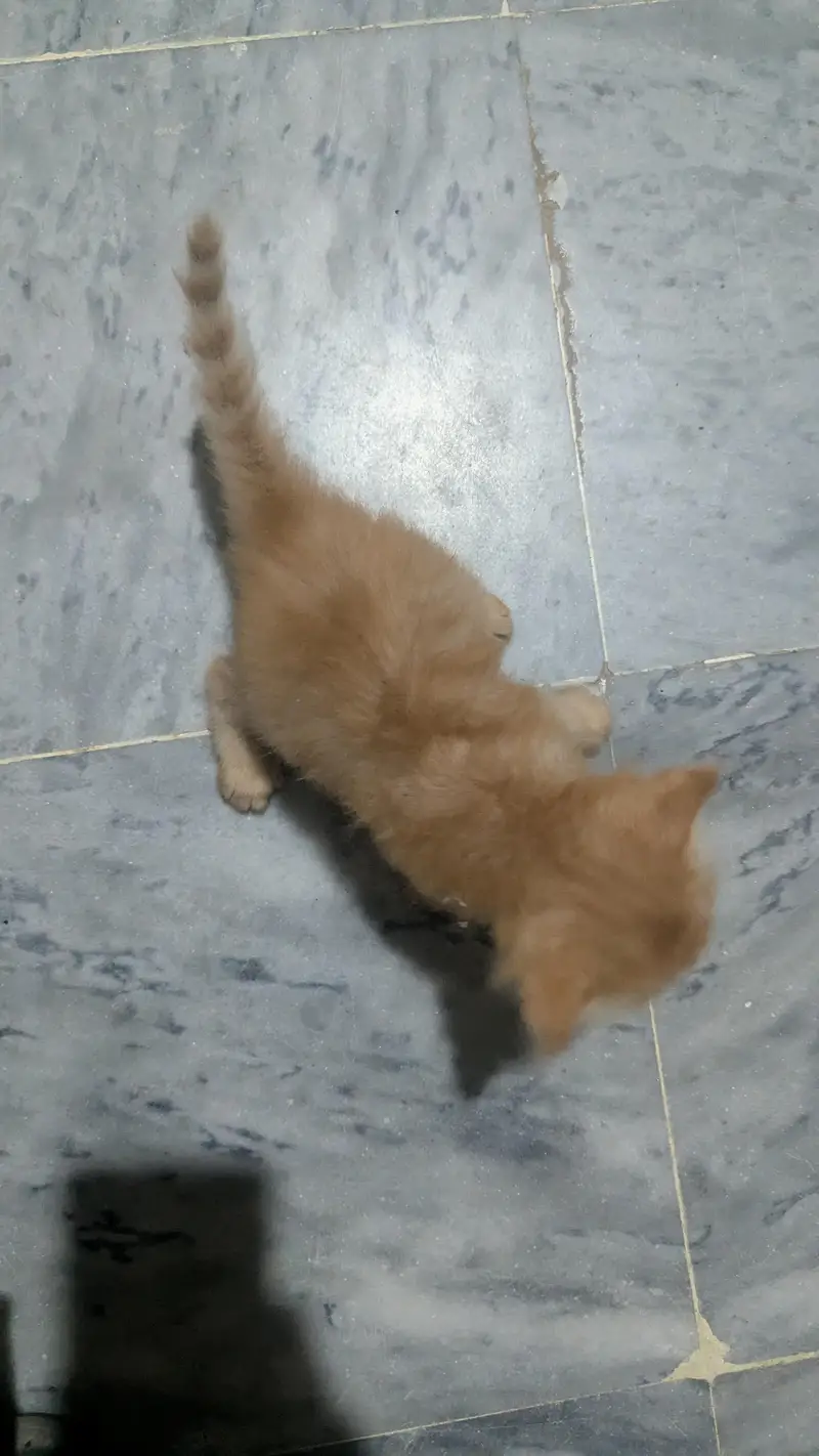 cute and adorible kittens for sale
