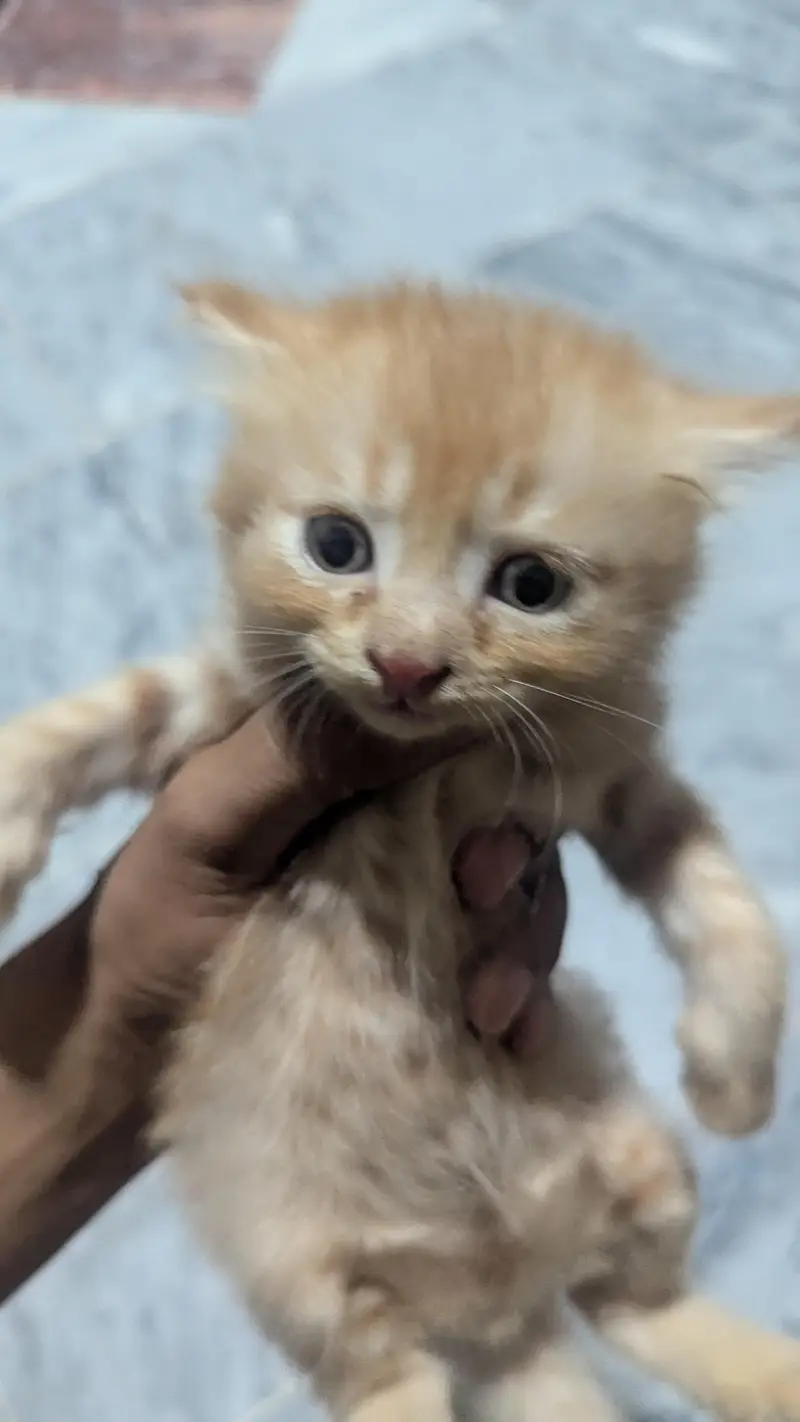 cute and adorible kittens for sale — photo 2