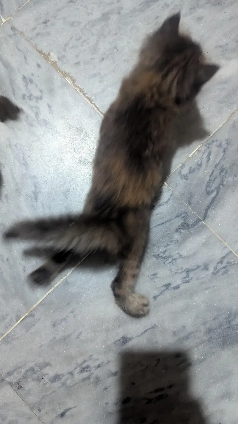 cute and adorible kittens for sale — photo 3
