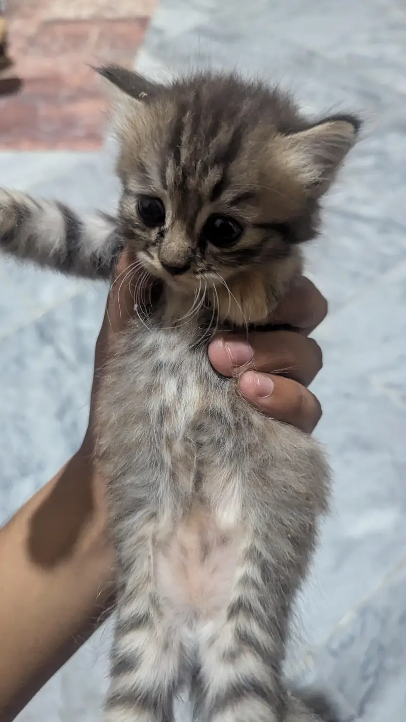 cute and adorible kittens for sale — photo 4