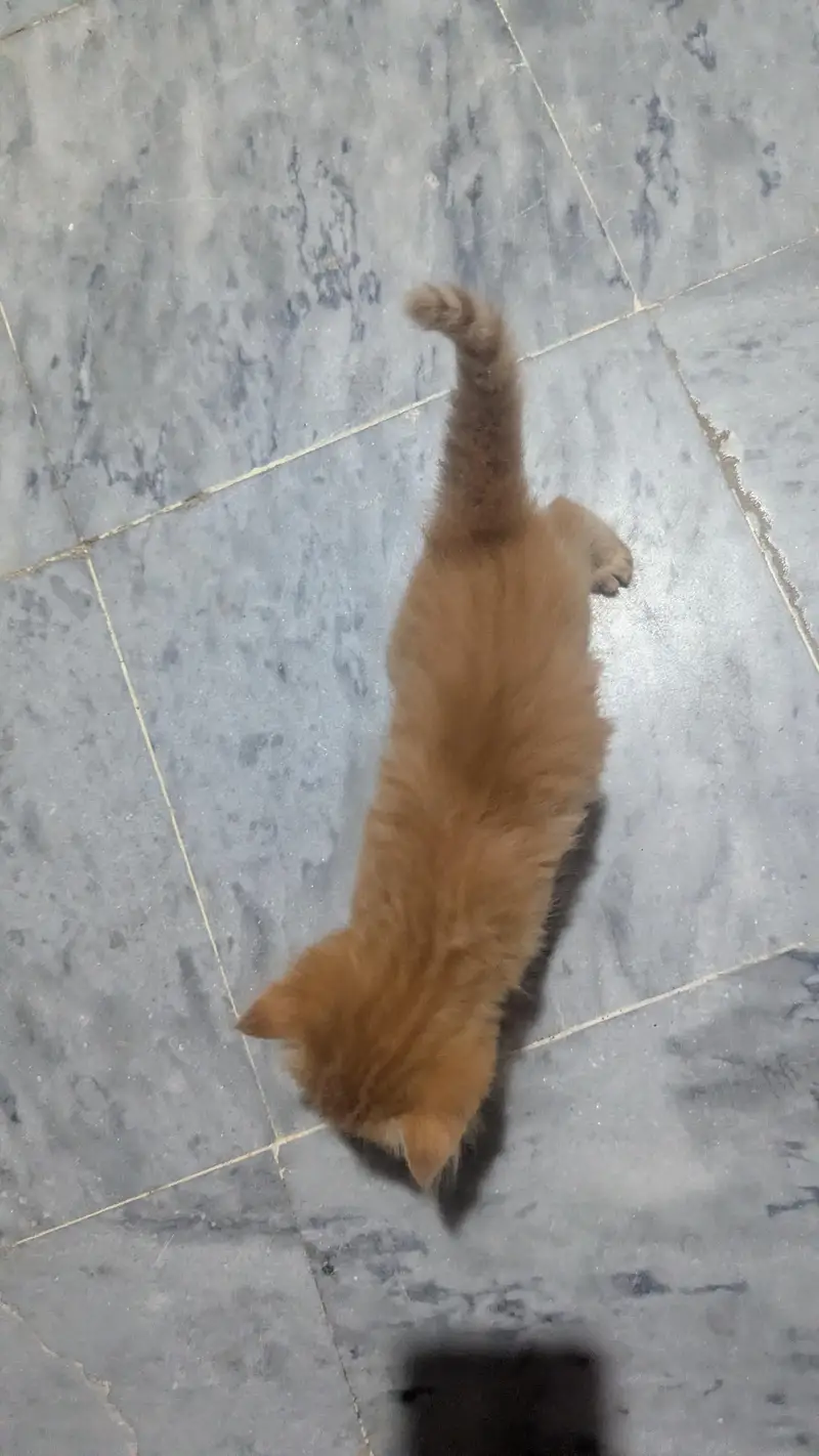 cute and adorible kittens for sale — photo 5