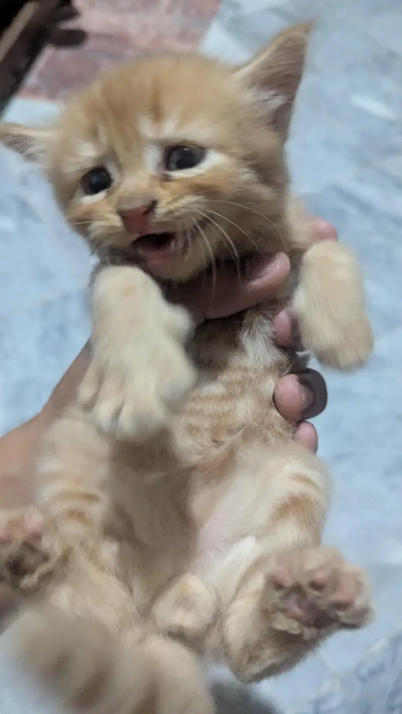 cute and adorible kittens for sale — photo 6