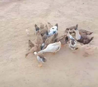 ducks