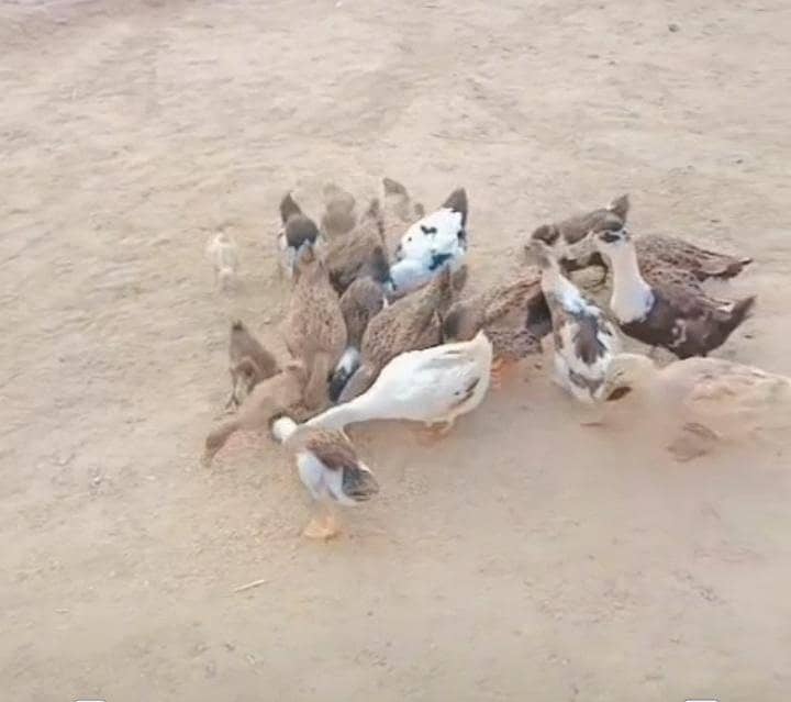 ducks 0