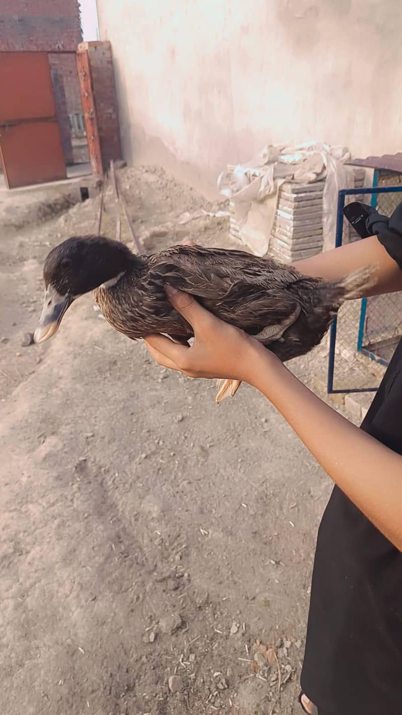 ducks 1