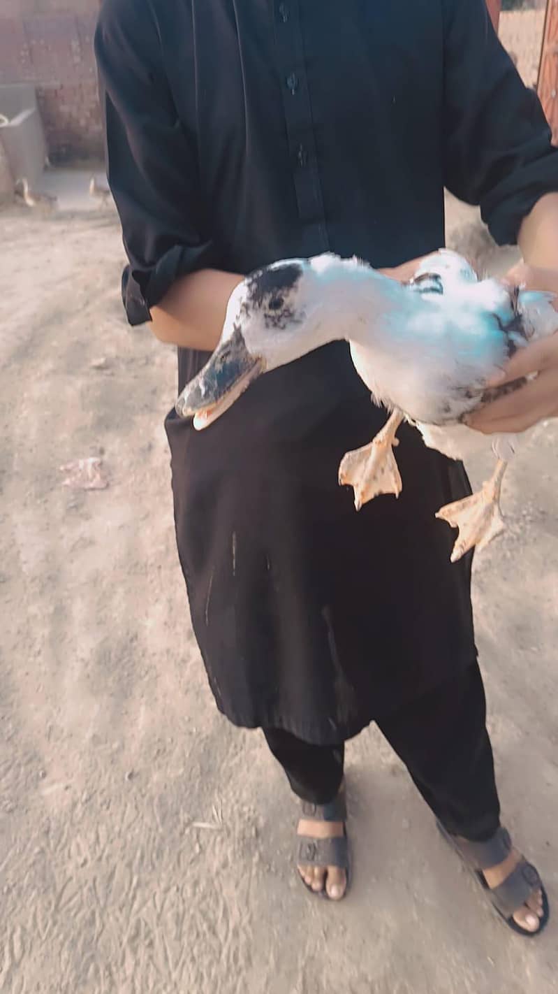 ducks 2
