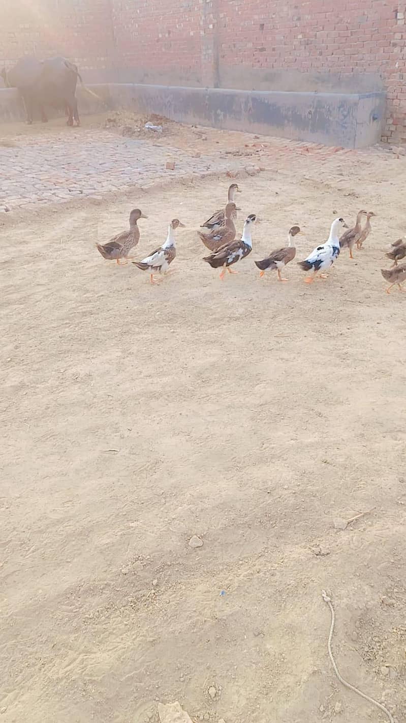 ducks 4