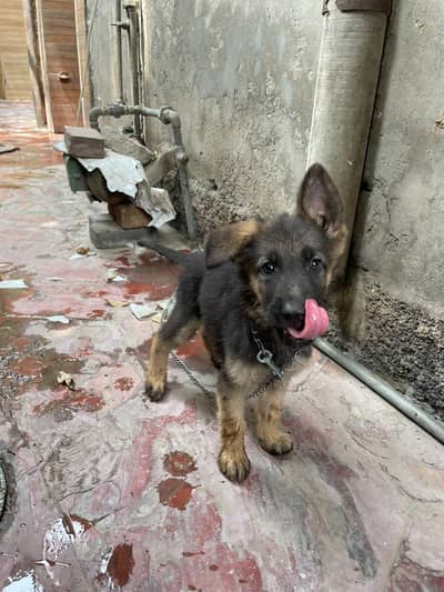 German shepherd available contact on 03278557192