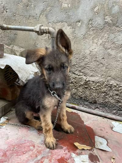 German shepherd available contact on 03278557192
