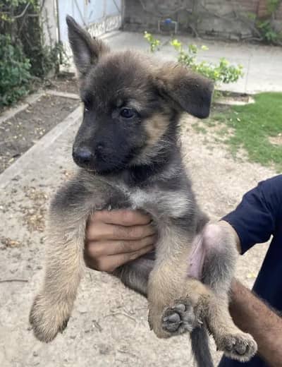 German shepherd available contact on 03278557192