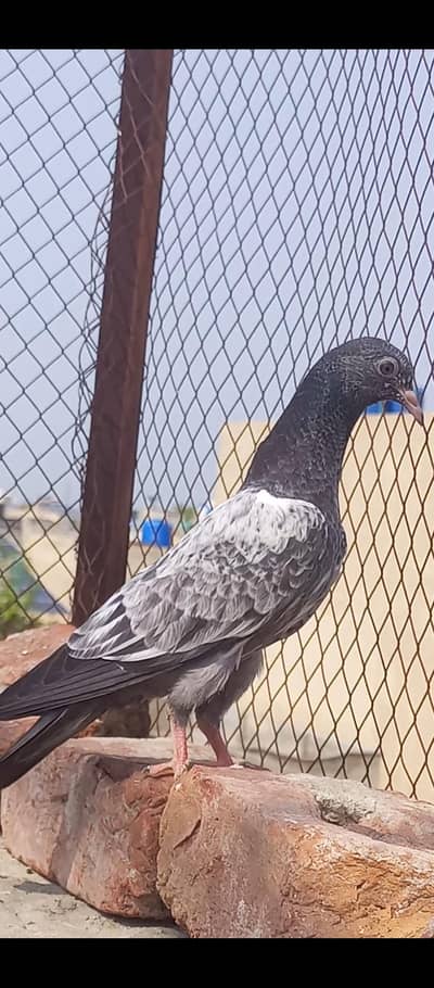 Qasori baby pigeon parwazi bacha ha