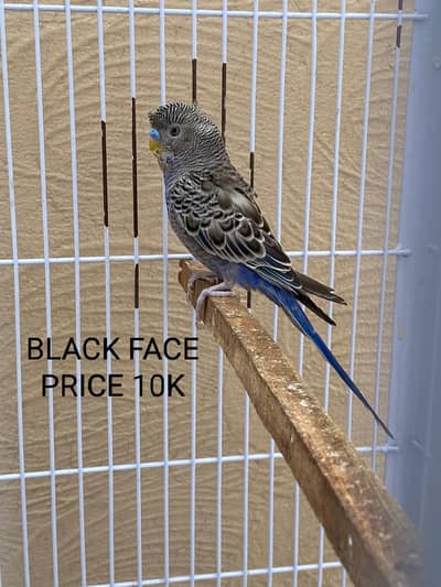 Black Face Budgie Hogo blood & TCB Hogoromo 03004368896