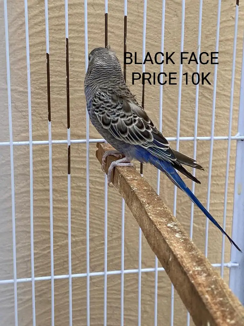 Black Face Budgie Hogo blood & TCB Hogoromo 03004368896 — photo 2