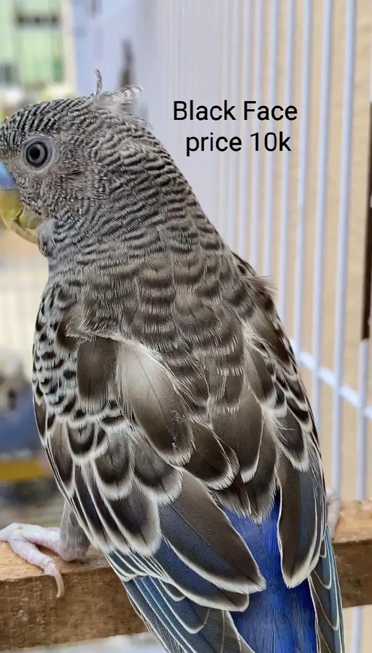Black Face Budgie Hogo blood & TCB Hogoromo 03004368896 — photo 3