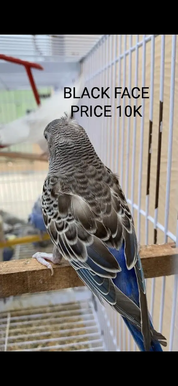 Black Face Budgie Hogo blood & TCB Hogoromo 03004368896 — photo 4