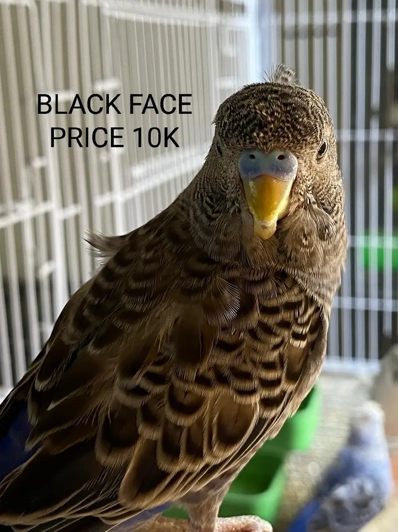 Black Face Budgie Hogo blood & TCB Hogoromo 03004368896 — photo 5
