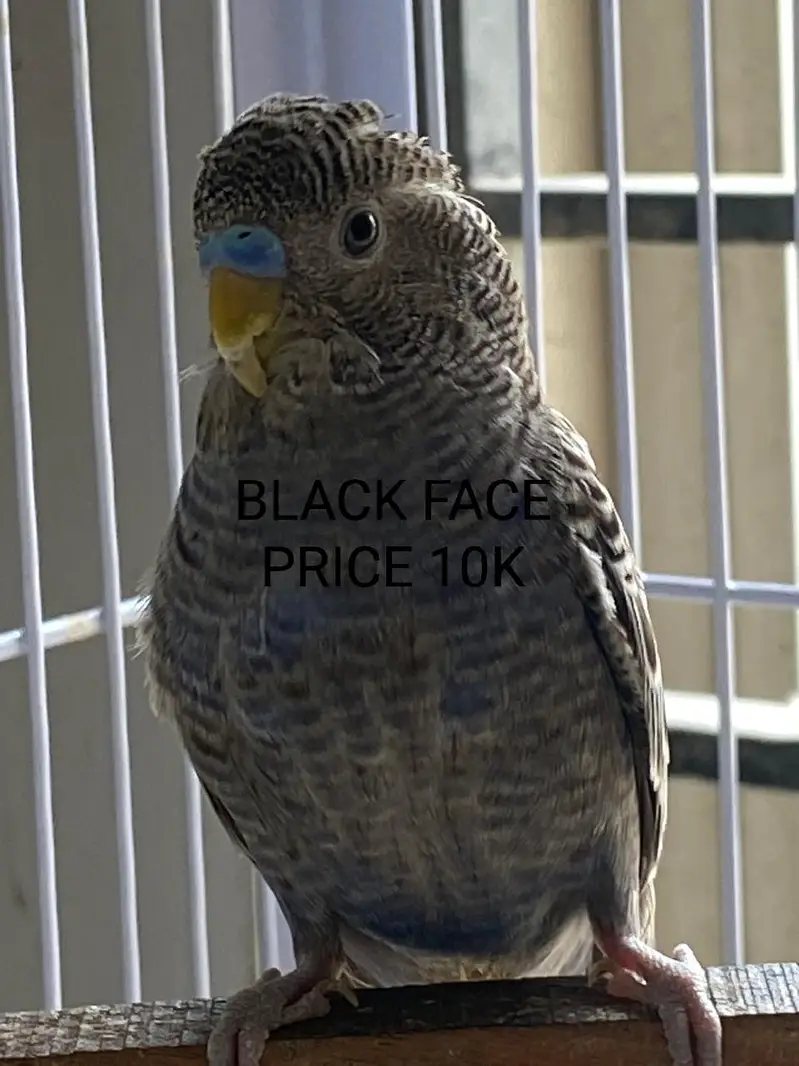 Black Face Budgie Hogo blood & TCB Hogoromo 03004368896 — photo 6
