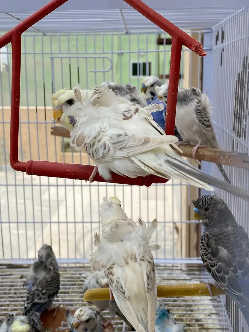 Black Face Budgie Hogo blood & TCB Hogoromo 03004368896 — photo 7