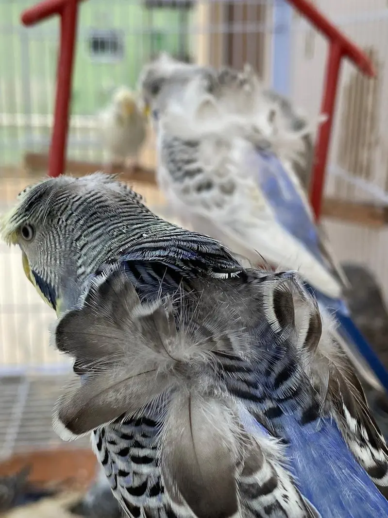 Black Face Budgie Hogo blood & TCB Hogoromo 03004368896 — photo 8