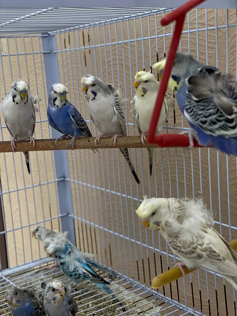Black Face Budgie Hogo blood & TCB Hogoromo 03004368896 — photo 9
