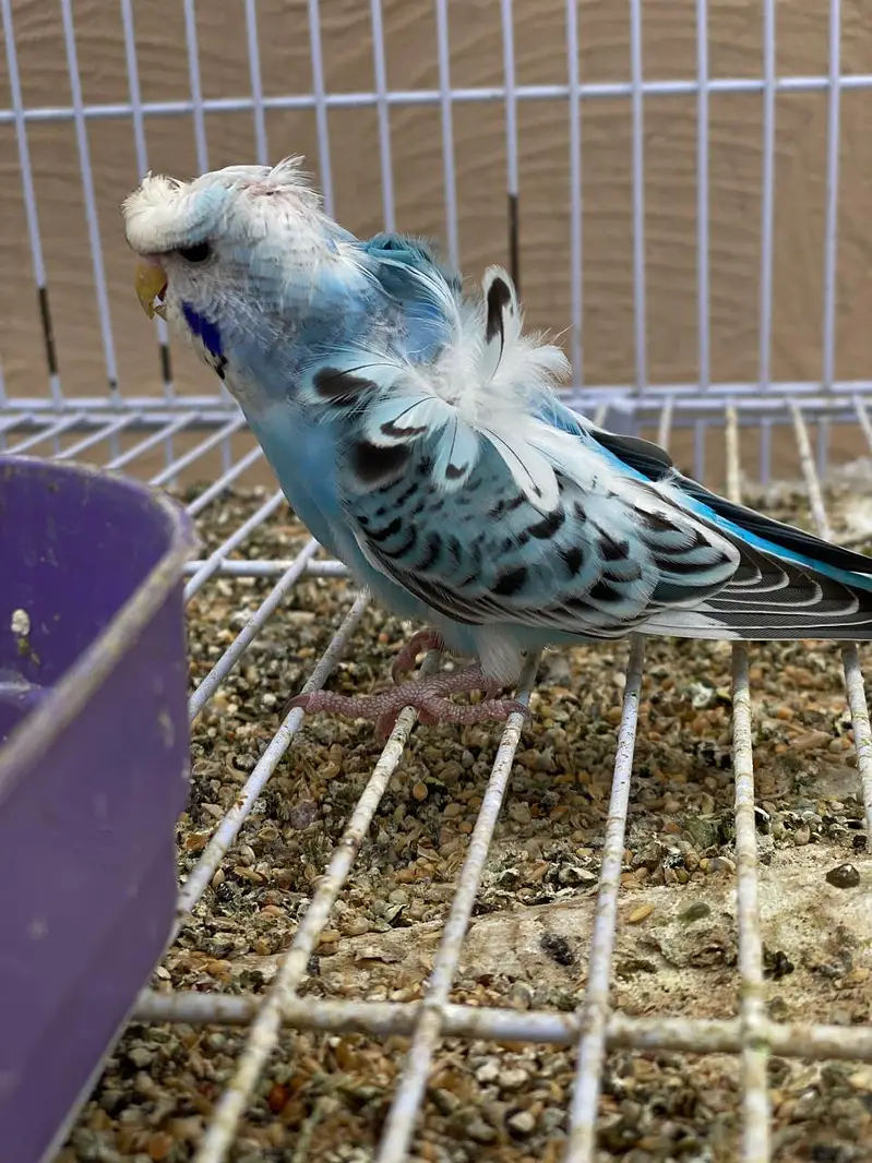 Black Face Budgie Hogo blood & TCB Hogoromo 03004368896 — photo 10