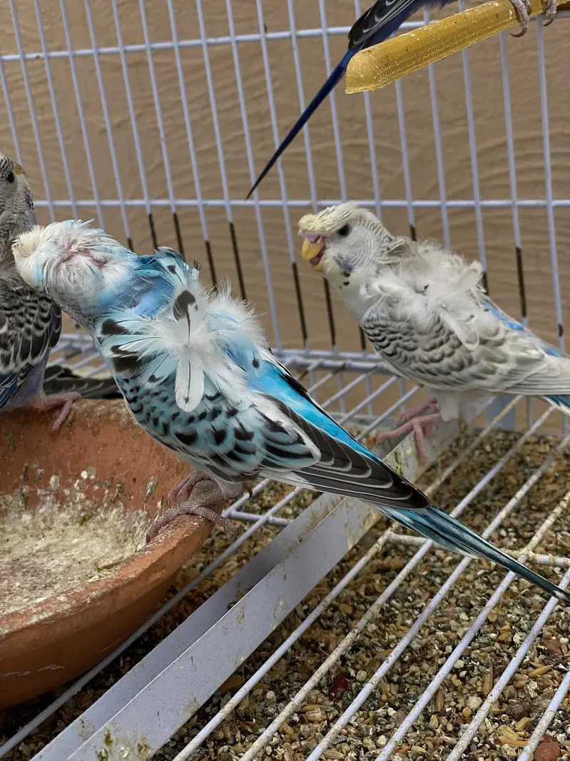 Black Face Budgie Hogo blood & TCB Hogoromo 03004368896 — photo 11