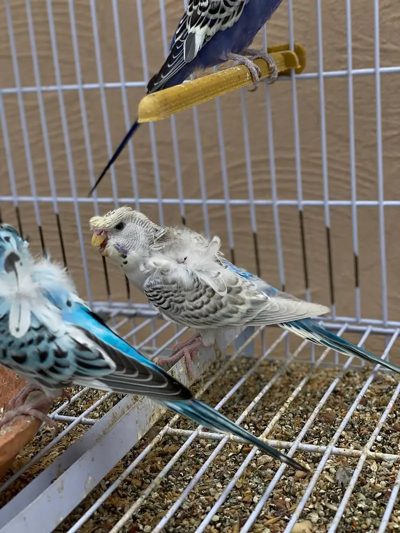 Black Face Budgie Hogo blood & TCB Hogoromo 03004368896 — photo 12